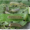 mel triv xerophila larva2 volg21